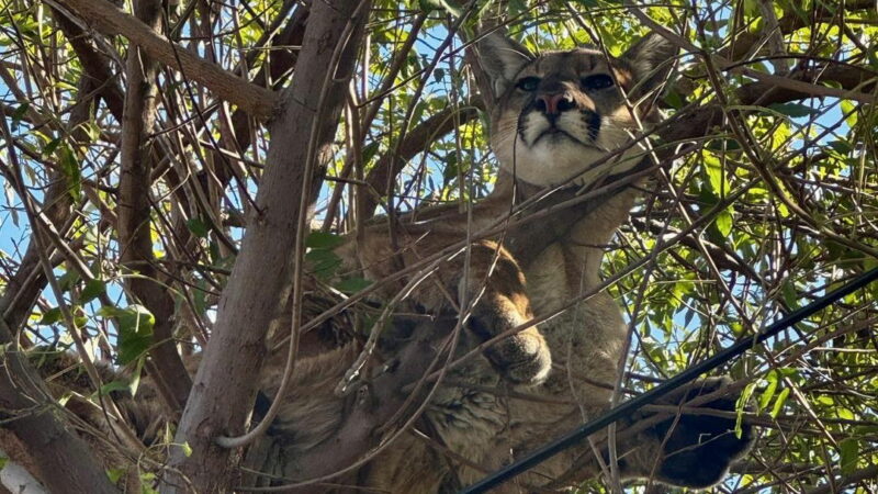 POV: Dog Chases Cat up a Tree, But the ‘Cat’ Is a Mountain Lion