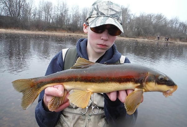 Project on ‘understudied yet essential’ sucker took birding approach to studying fish – Outdoor News