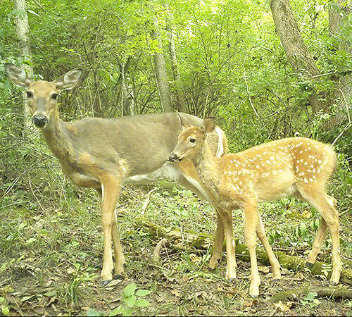 Purdue University study aims to obtain better deer estimates in Indiana – Outdoor News