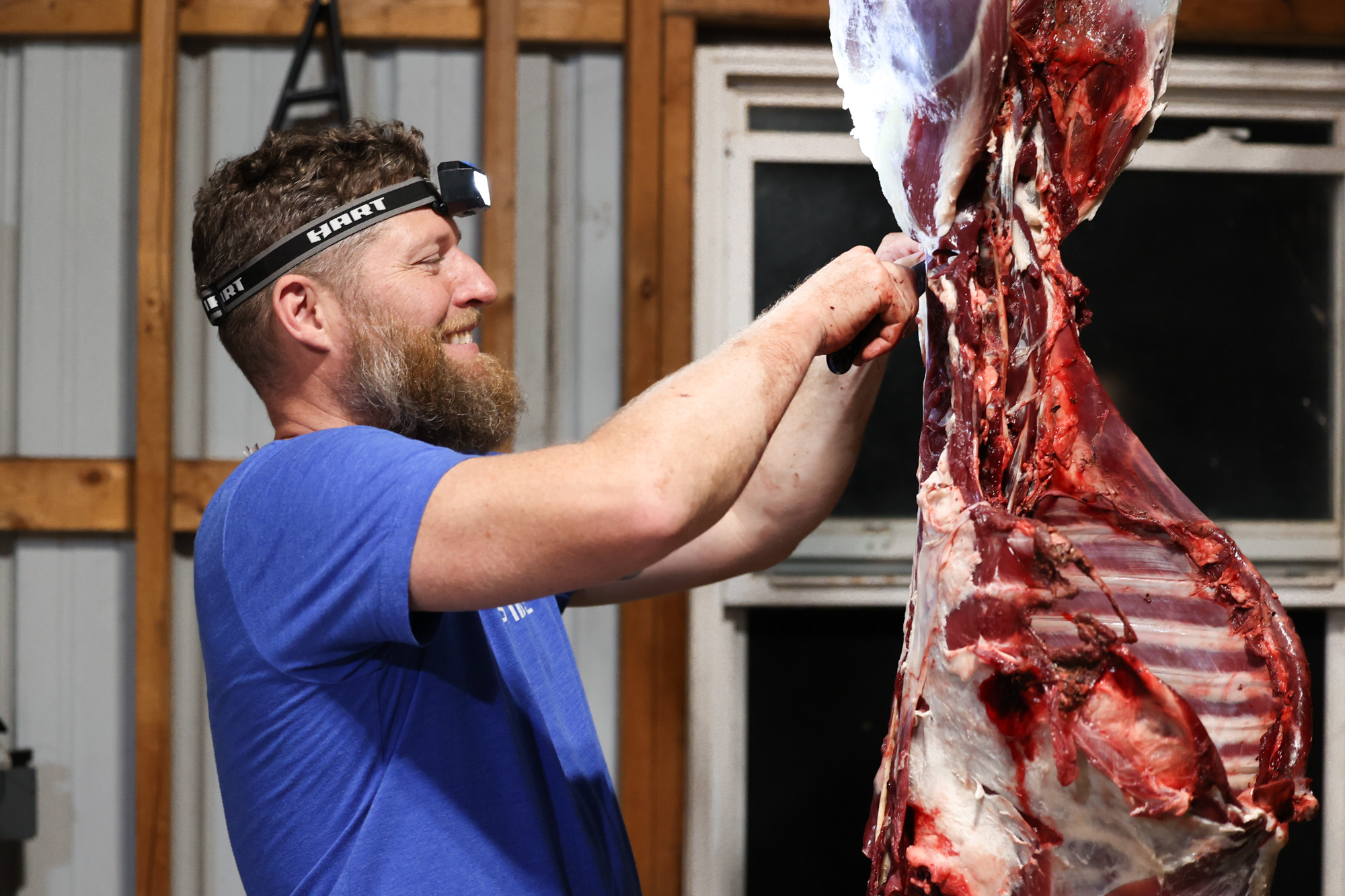 A man in a blue shirt breaks down a deer.