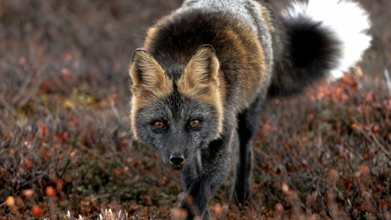 Rare Hybrid Fox Flashes Photog a Disarmingly ‘Human’ Look