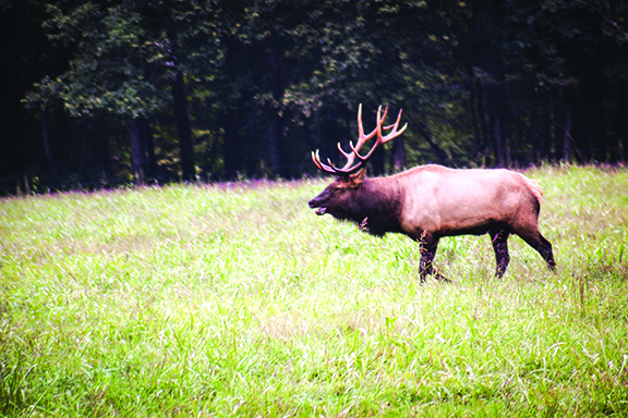 Rocky Mountain Elk Foundation helps Pennsylvania conserve wildlife habitat – Outdoor News