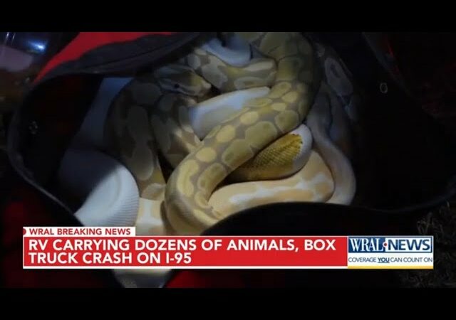 RV Filled with Two Dozen Snakes Hit by Box Truck in N.C. – RVBusiness – Breaking RV Industry News