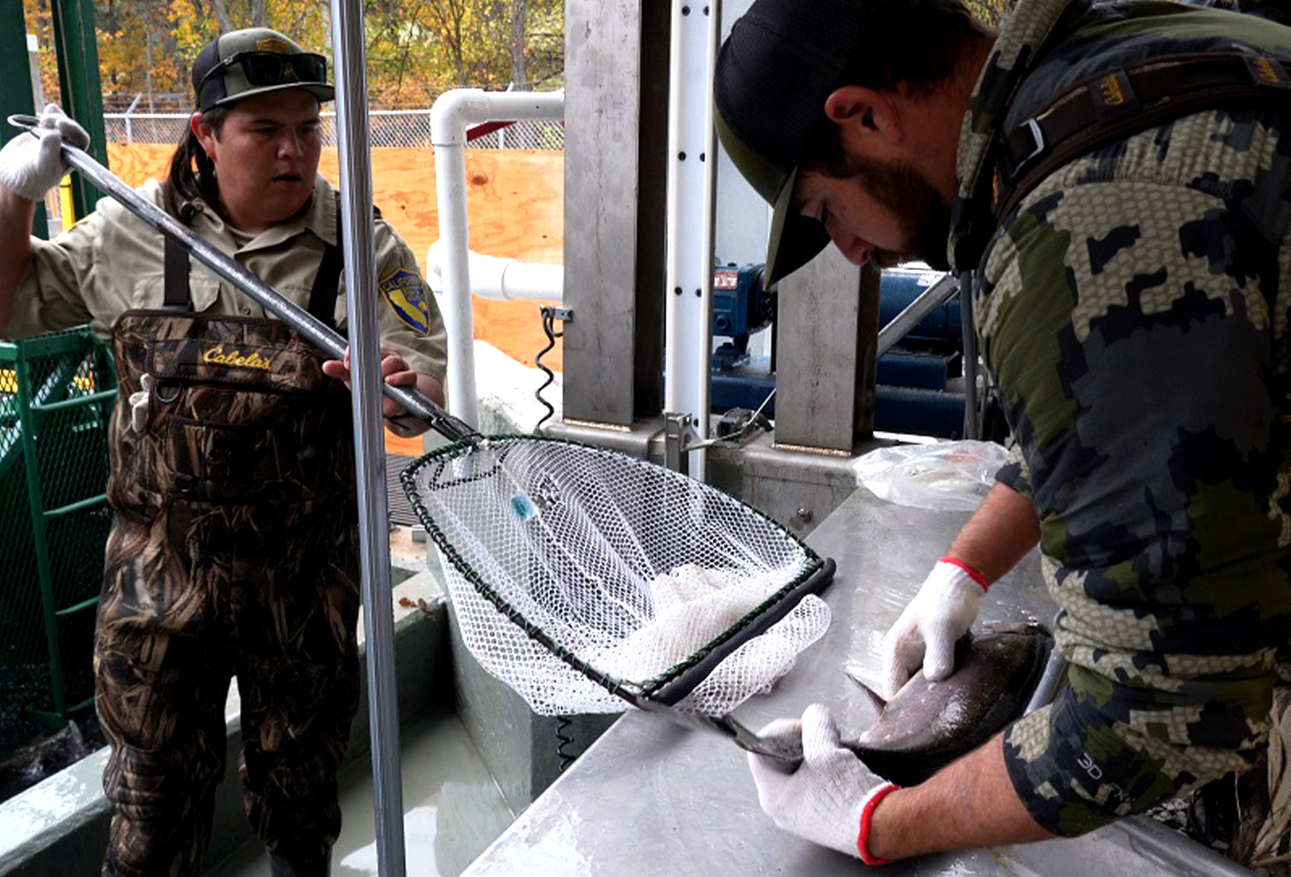 California fisheries managers look at a hatchery coho salmon.