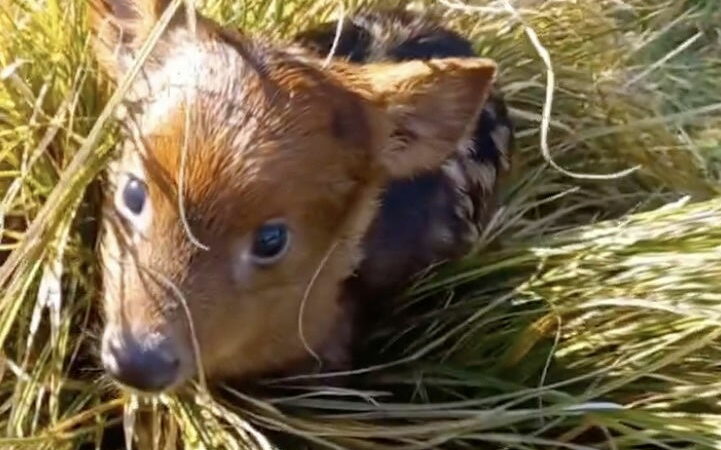 See the Rare and Adorable Baby Pudu That Has Scientists Excited