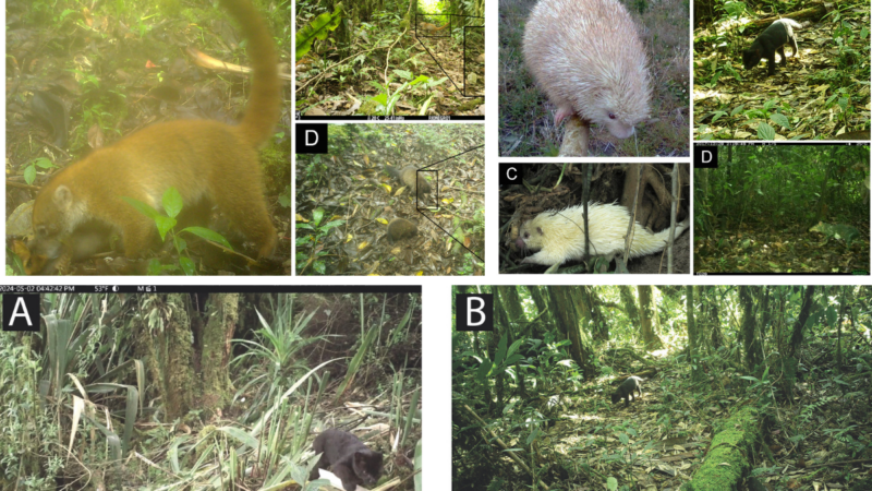 ‘Shadows in the Forest’: Ecuador Trail Cams Spot Atypical Animals