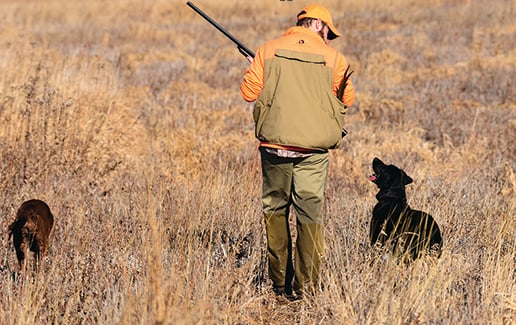 Slow down and let your dogs work for roosters – Outdoor News