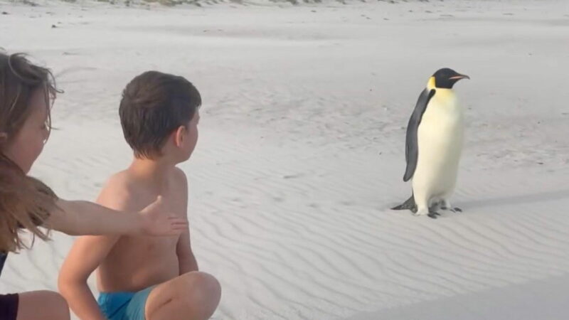 So Very Lost: Antarctic Visitor Shocks Family on Australian Beach