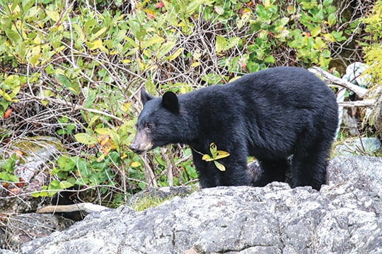 Some of continent’s largest black bears come from Pennsylvania – Outdoor News