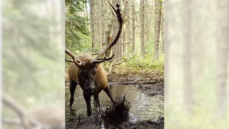 Sound on: Bull Elk Plays in Mud and Bugles in Front of Trail Cam