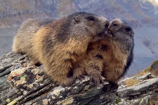 Sound on: Funny Video Captures Marmots ‘Talking’ to Each Other