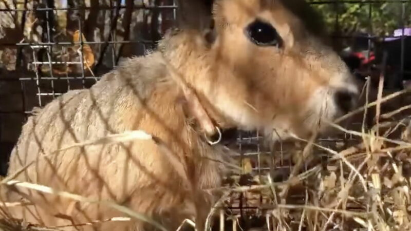 Sound on: Patagonian Mara Makes a Truly Baffling Sound