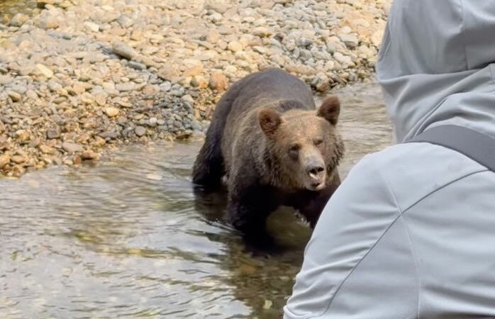 Sound on: Woman Stays Insanely Calm During Grizzly Bear Encounter