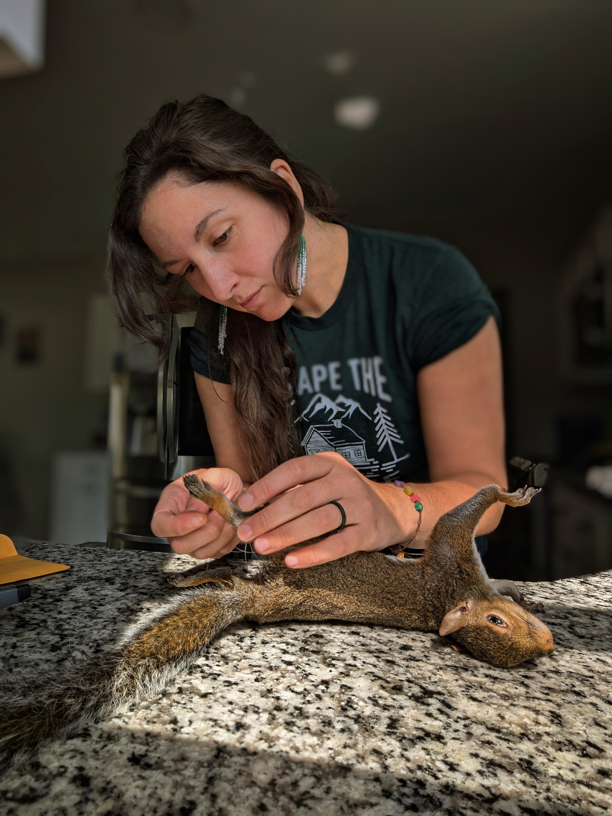 Squirrel taxidermy