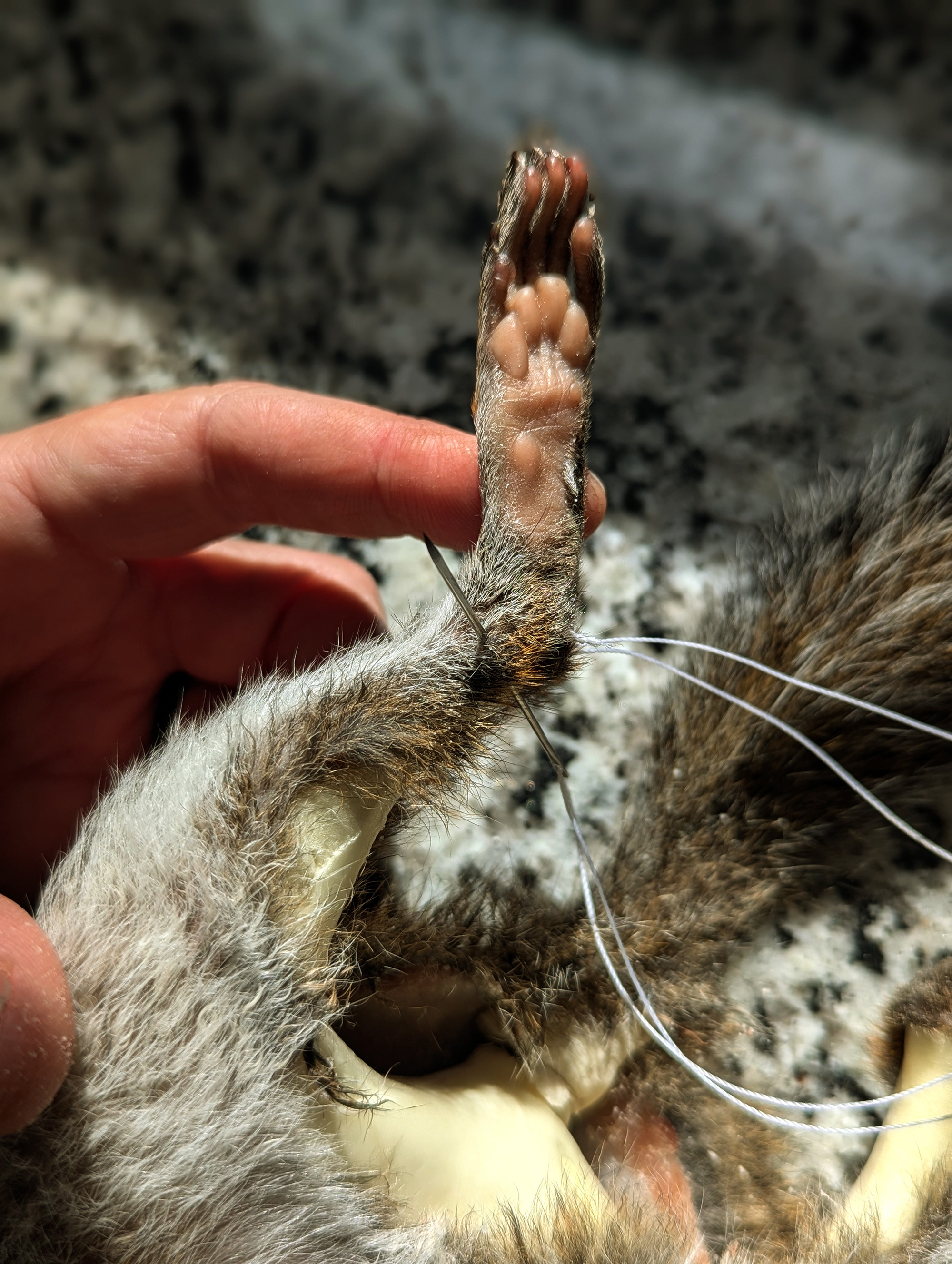 squirrel taxidermy