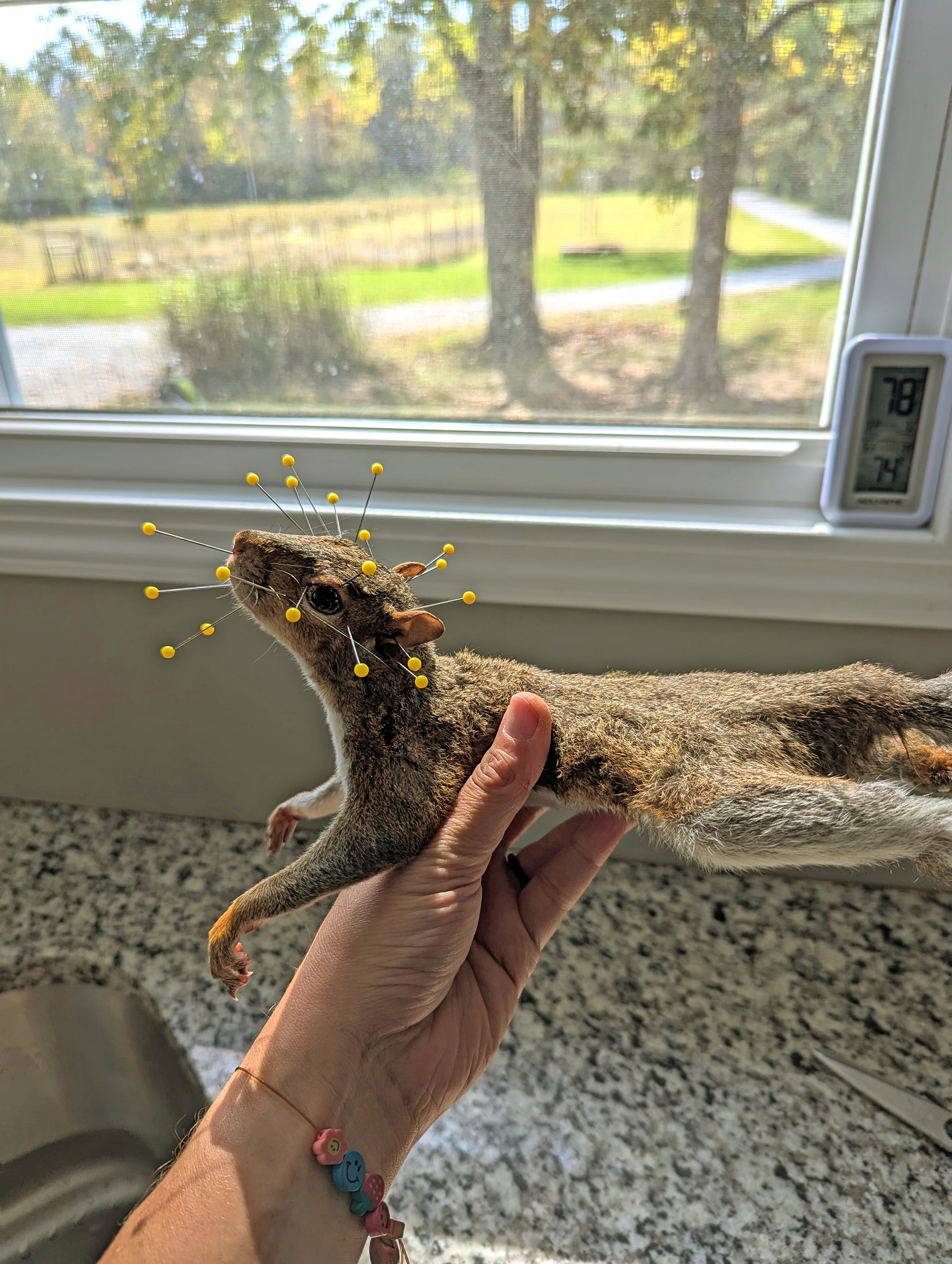 squirrel taxidermy