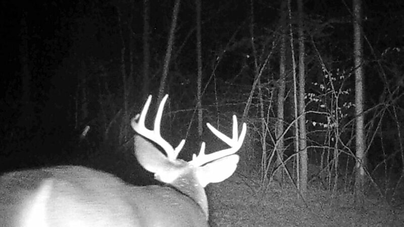 Steve Piatt: Hunting deer, and dodging them with the truck, on trips to Pa. – Outdoor News