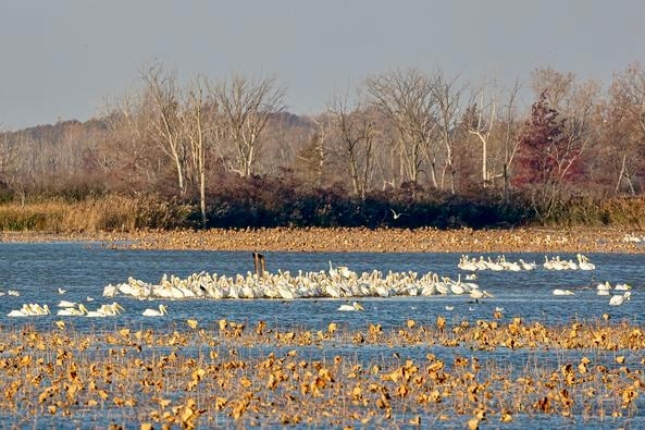 Steve Pollick: Big flock of white pelicans, rarely seen in these parts, spotted at Ottawa NWR in Ohio – Outdoor News