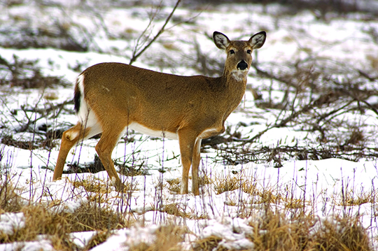 Sunday hunting, officers’ pay bills don’t get votes in Pennsylvania – Outdoor News