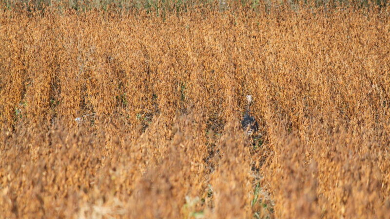 Thanksgiving Challenge: How Many Turkeys Are in This Field?