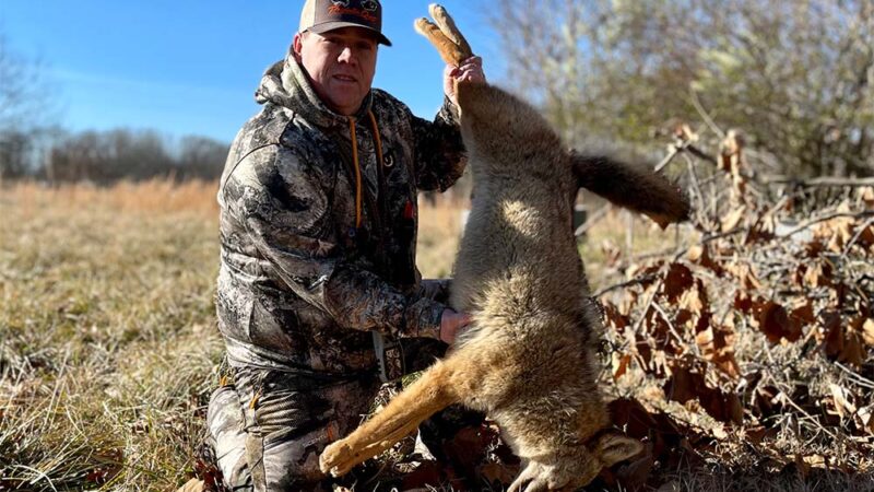 The Best Coyote Calls of 2024