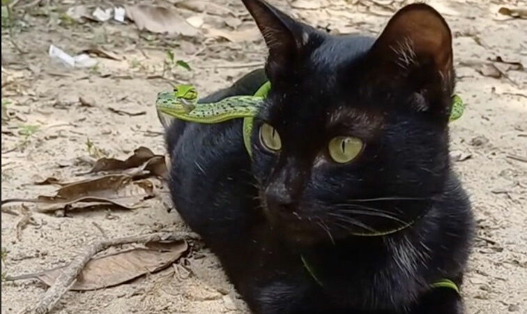 The Internet Is Obsessed With These Cats and Their Pet Snakes