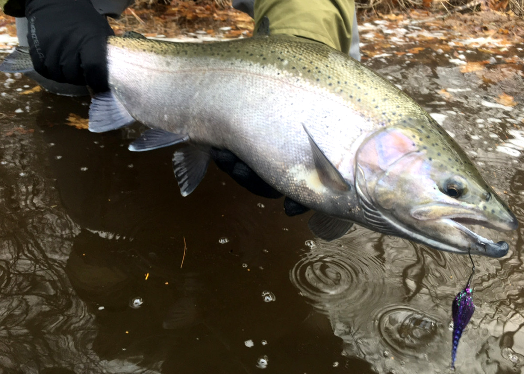 A close-up of a Great Lakes steelhead.