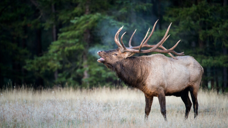 The Return of Wolves to Colorado Will Change Elk Hunting There. Here’s How