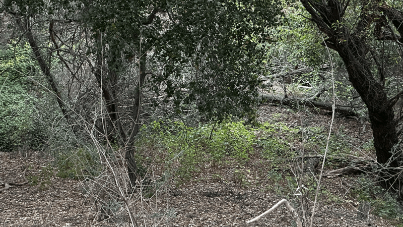 There’s a Bobcat Hiding in Plain Sight. Can You Find It?