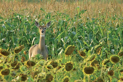 Tom Venesky: Deer improvise for water source during drought – Outdoor News