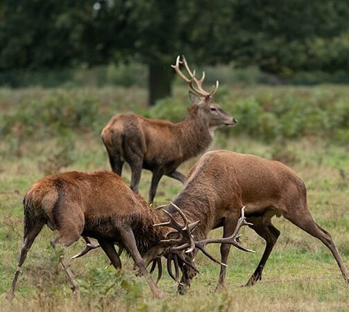 Too many wild deer are roaming England’s forests. Can promoting venison to consumers help? – Outdoor News