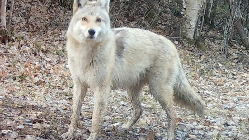 Trail Cam Spots Mysterious Canine. Is It an Elusive ‘Woyote Dog’?