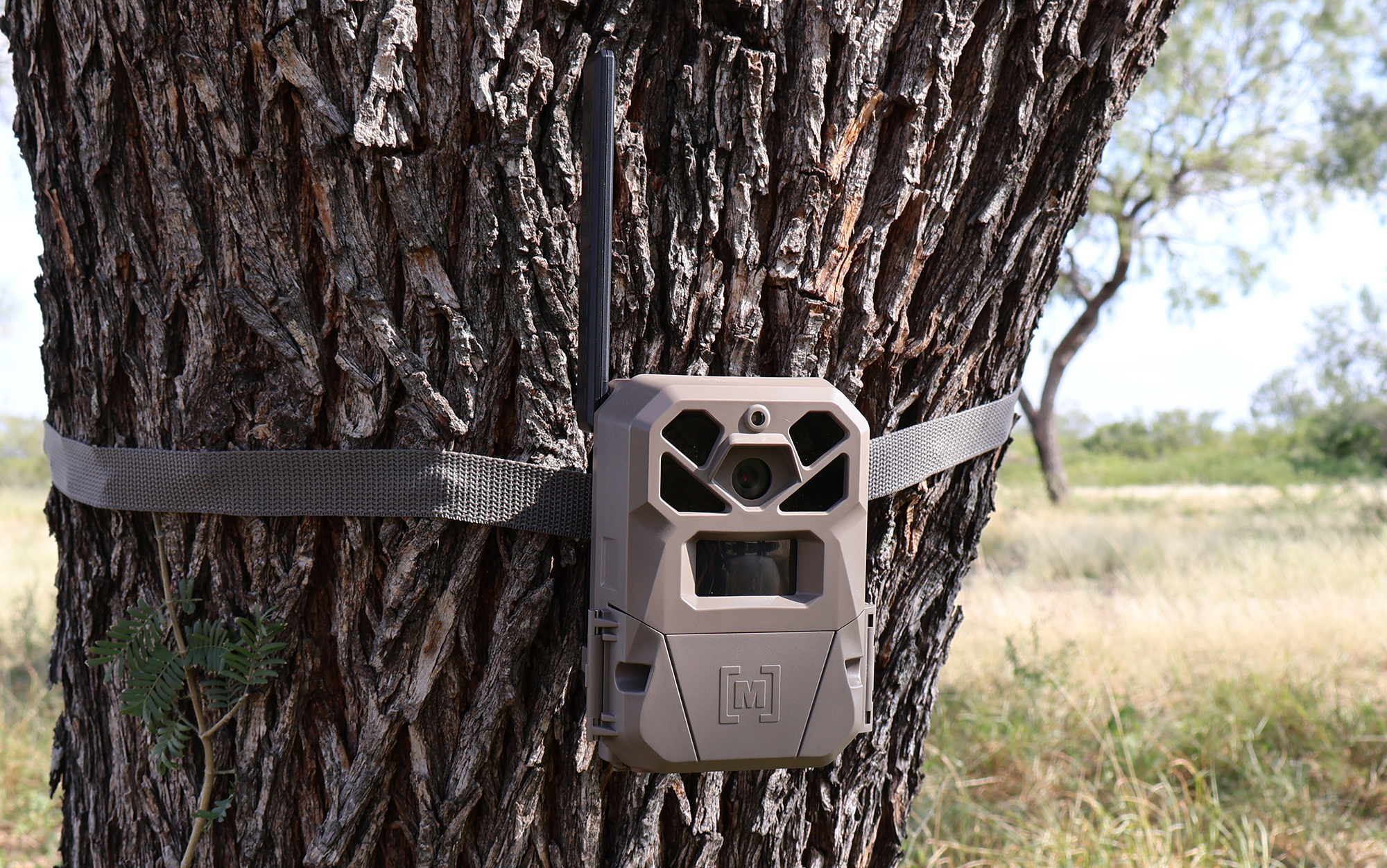 The Moultrie Edge is attached to a tree.