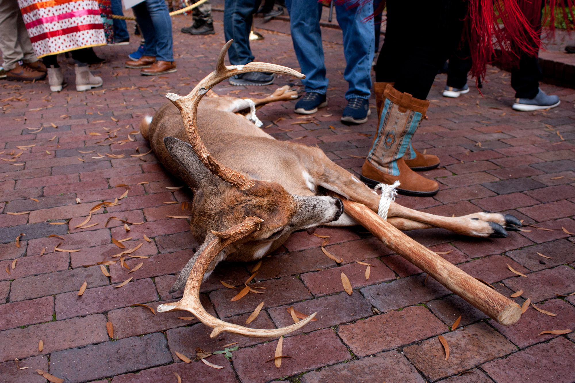 A buck on the ground at the Governor's mansion in Virginia.