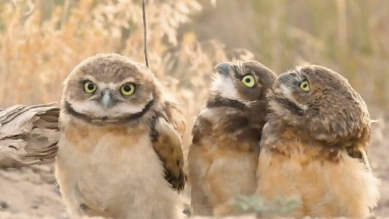 Unexpected Twig Freaks Owls out, and It’s So Funny (Video)