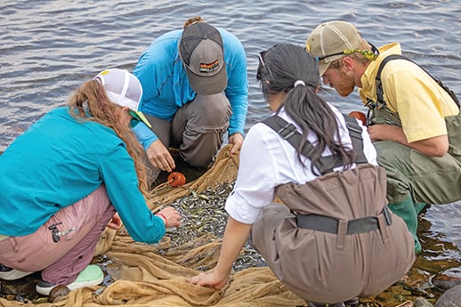 University of Minnesota study shows zebra mussels tied to elevated fish mercury – Outdoor News