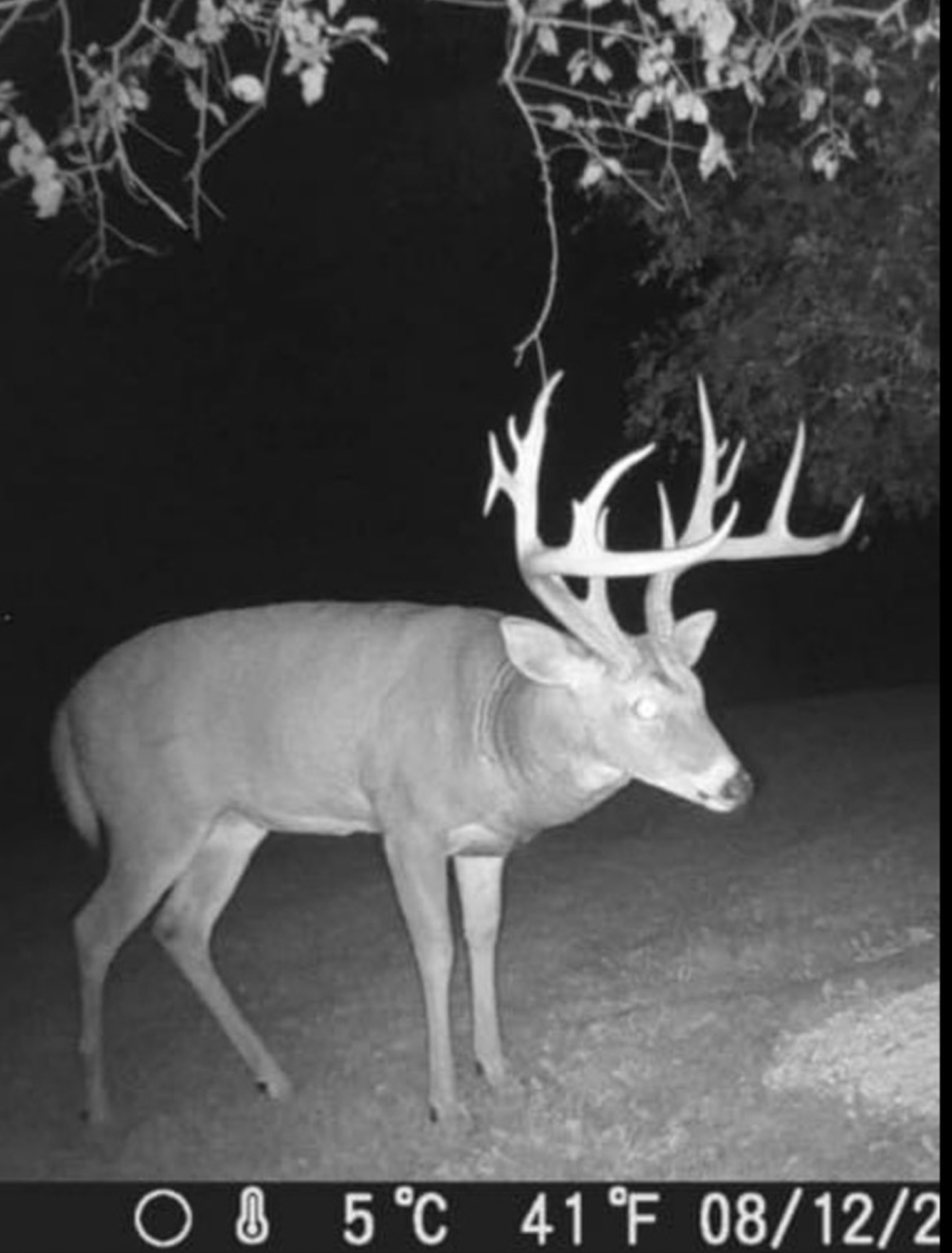 A trail cam photo of a big buck.