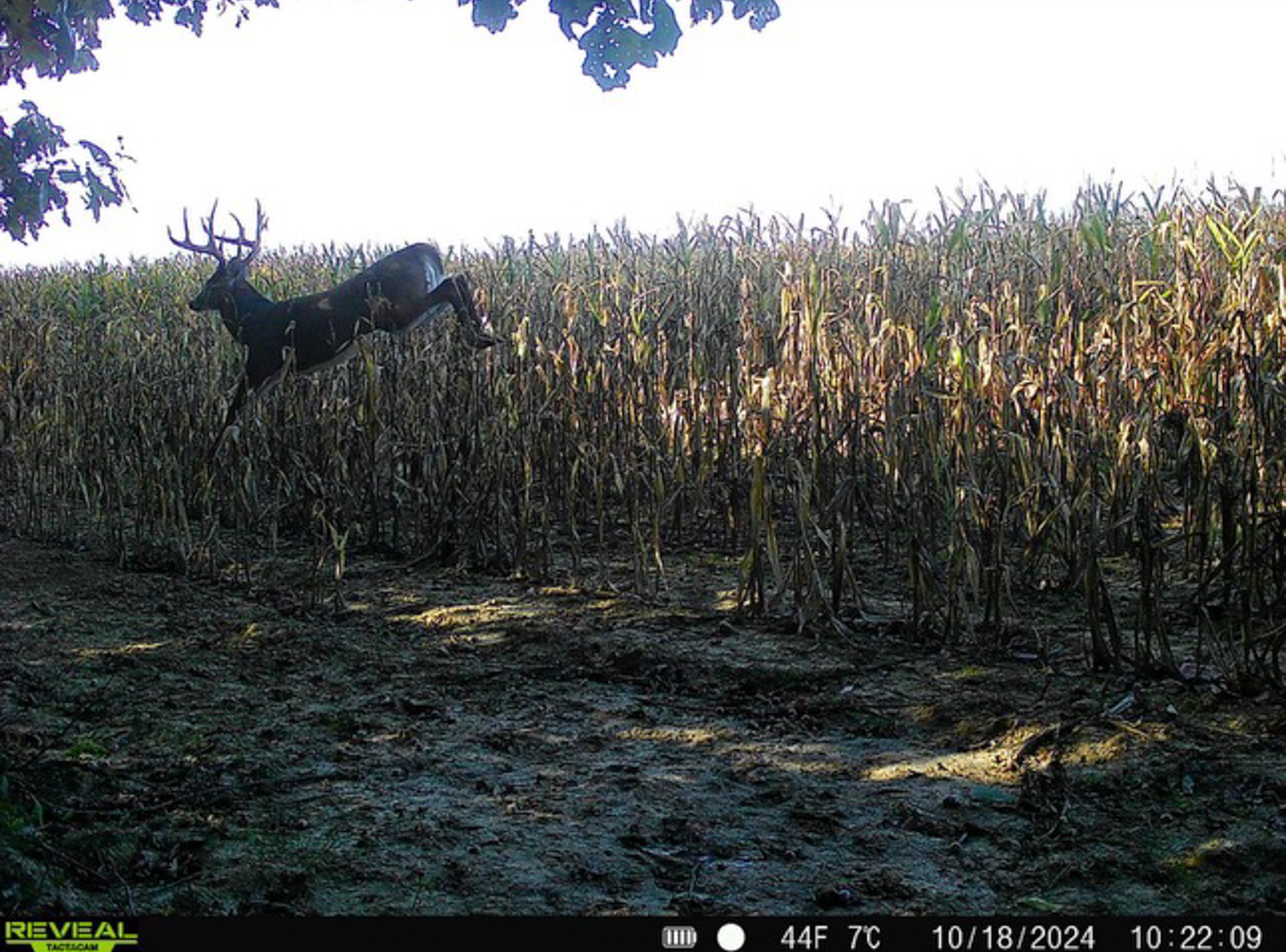 A trail cam photo of the buck in corn.