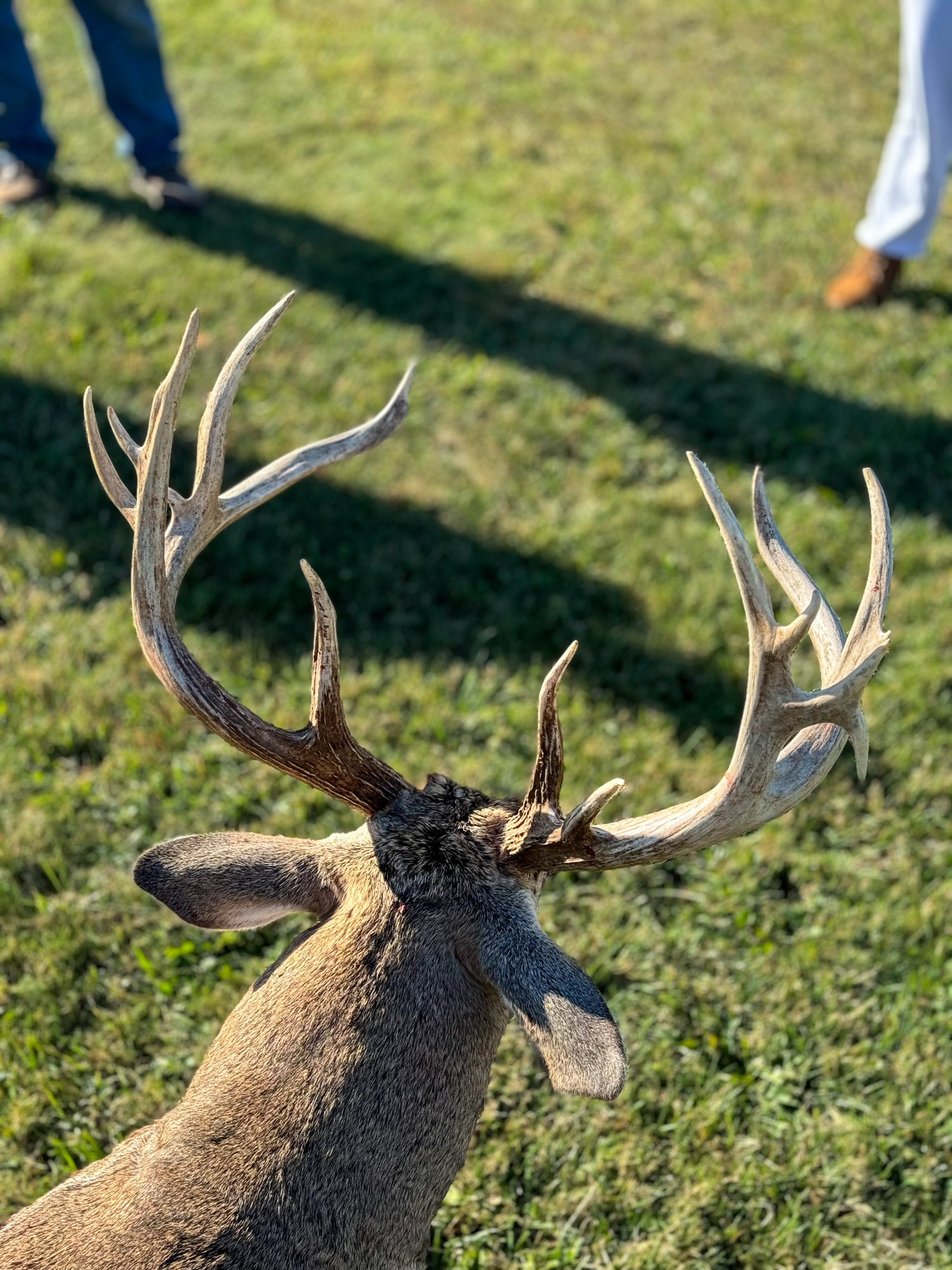 The back of a big buck's rack.