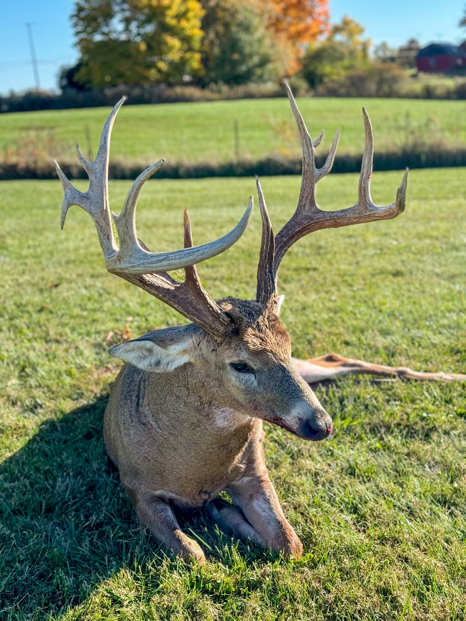 The front of the deer's rack.