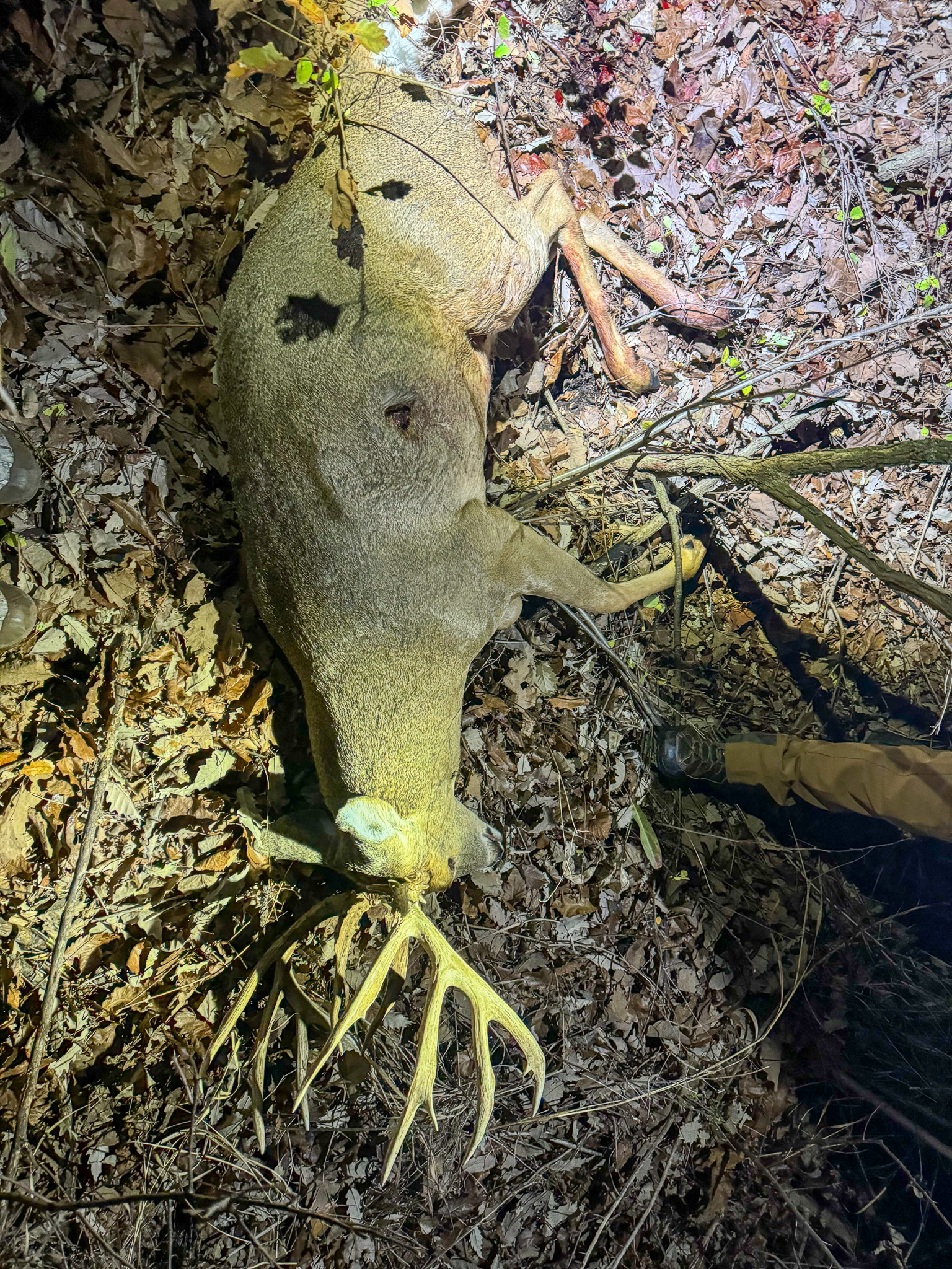 A big bodied buck lying in the woods.