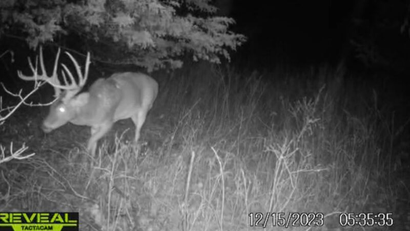 Veteran Climbs Out of Tree, Stalks and Arrows 19-Point Kansas Buck on Army Land