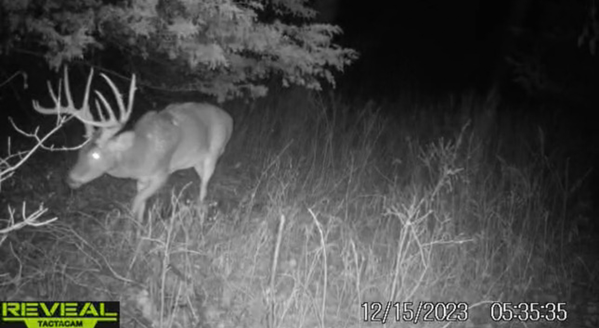 A buck caught on trail cam at Ft. Riley.