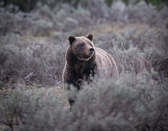 Vigil held for Grizzly No. 399, the beloved Grand Teton bear who was killed by a vehicle – Outdoor News