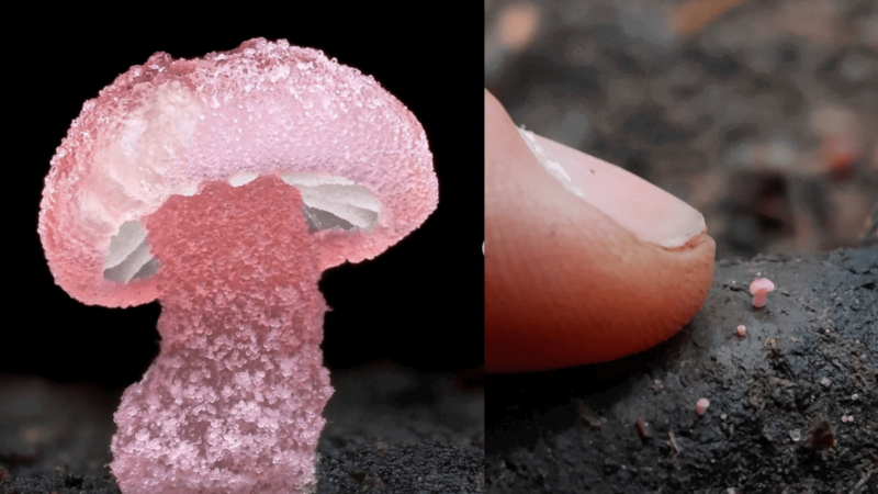 Viral Photos of Tiny Mushrooms Will Make You Do a Double Take