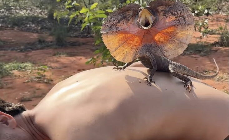 Viral Video: Freaky Lizard Climbs Man in Australia