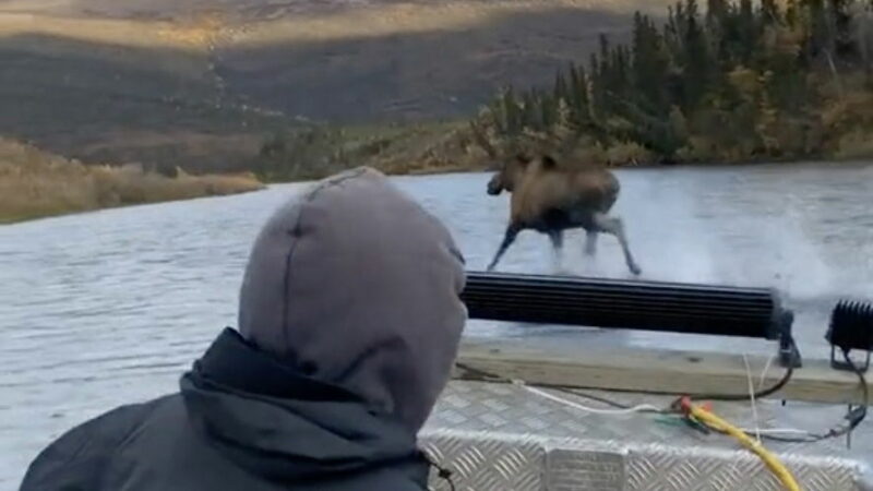 Viral Video: Is That ‘Jesus Moose’ Running on Water?