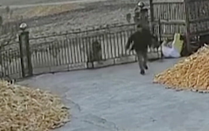 Viral Video: Wild Tiger Rams Into Farm Gate in Terrifying Footage