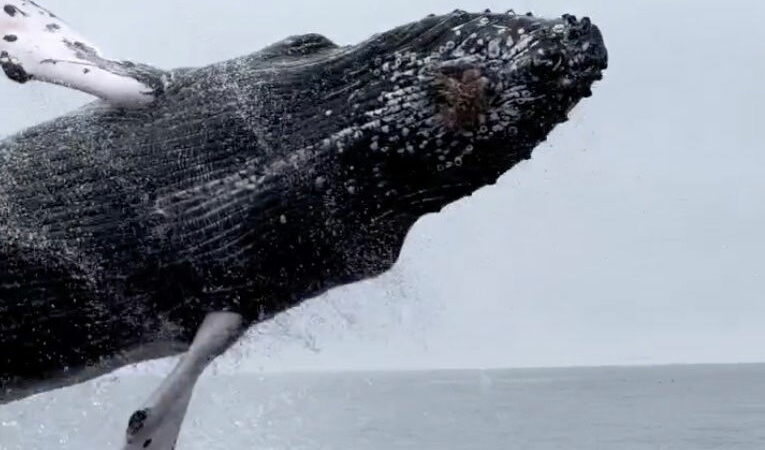 Wait for It—’Flying Humpback’ Shocks Whale Watchers