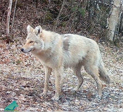 Was Minnesota canine a wolf, coyote, or both? – Outdoor News